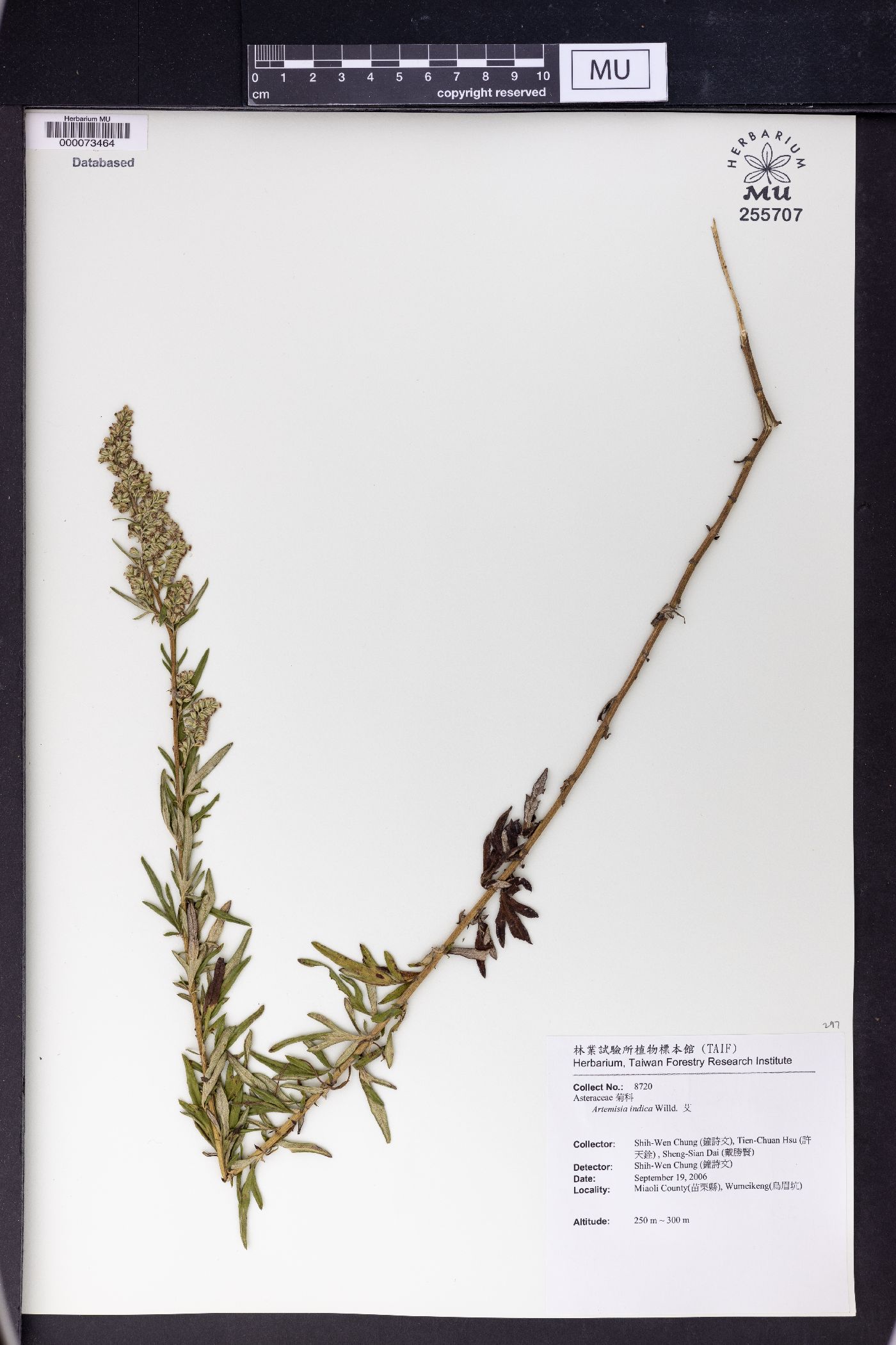 Artemisia indica image