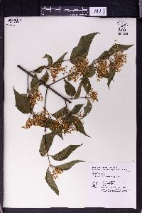 Viburnum formosanum image