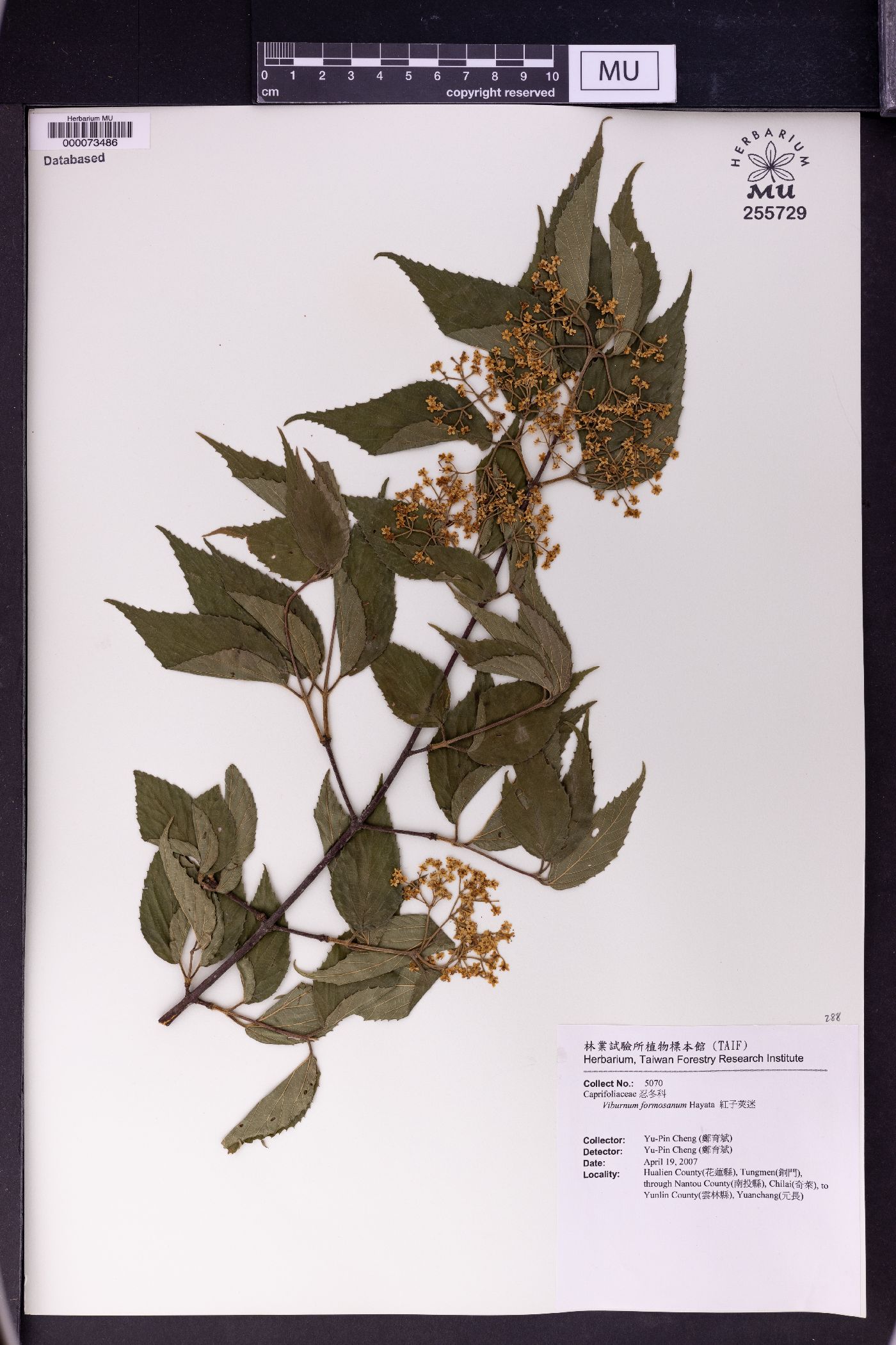 Viburnum formosanum image