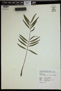 Plenasium angustifolium image