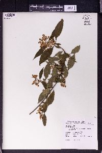 Viburnum foetidum var. rectangulatum image