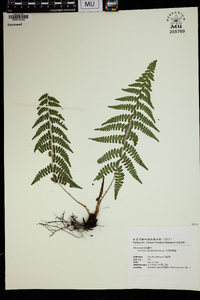 Athyrium oppositipennum image