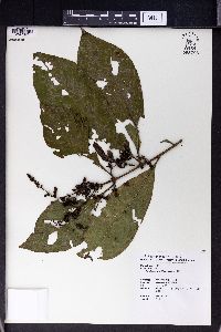 Wendlandia uvariifolia image