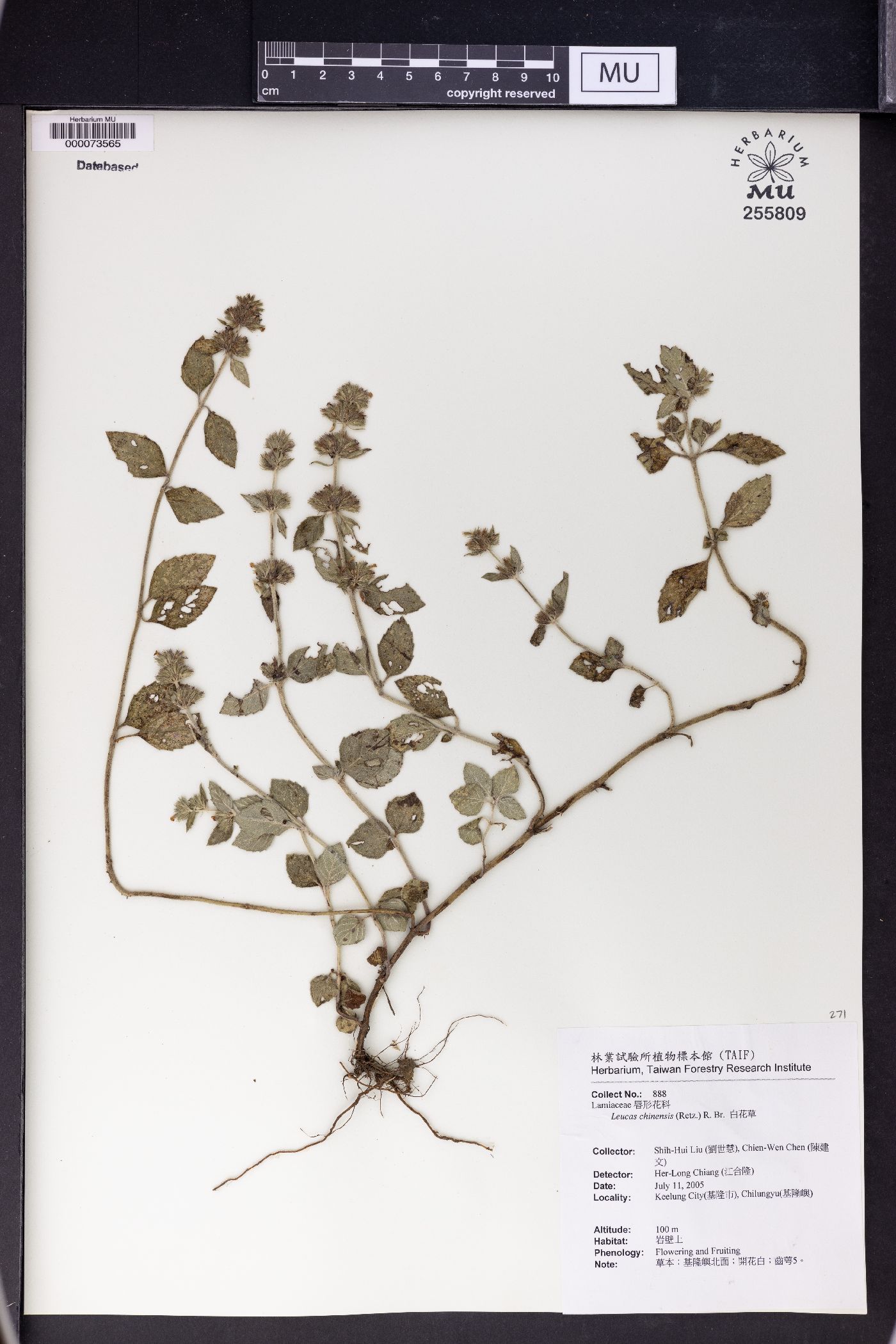 Leucas chinensis image