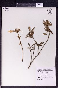 Lysionotus pauciflorus image