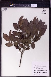 Diospyros morrisiana image