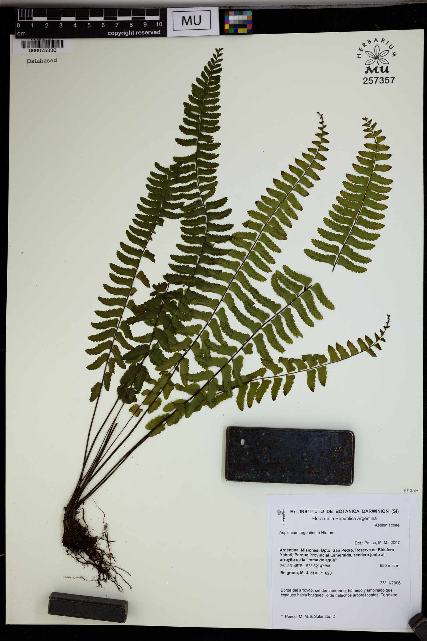 Asplenium argentinum image