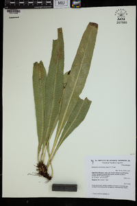 Campyloneurum nitidum image