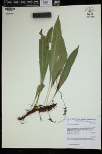 Campyloneurum aphanophlebium image