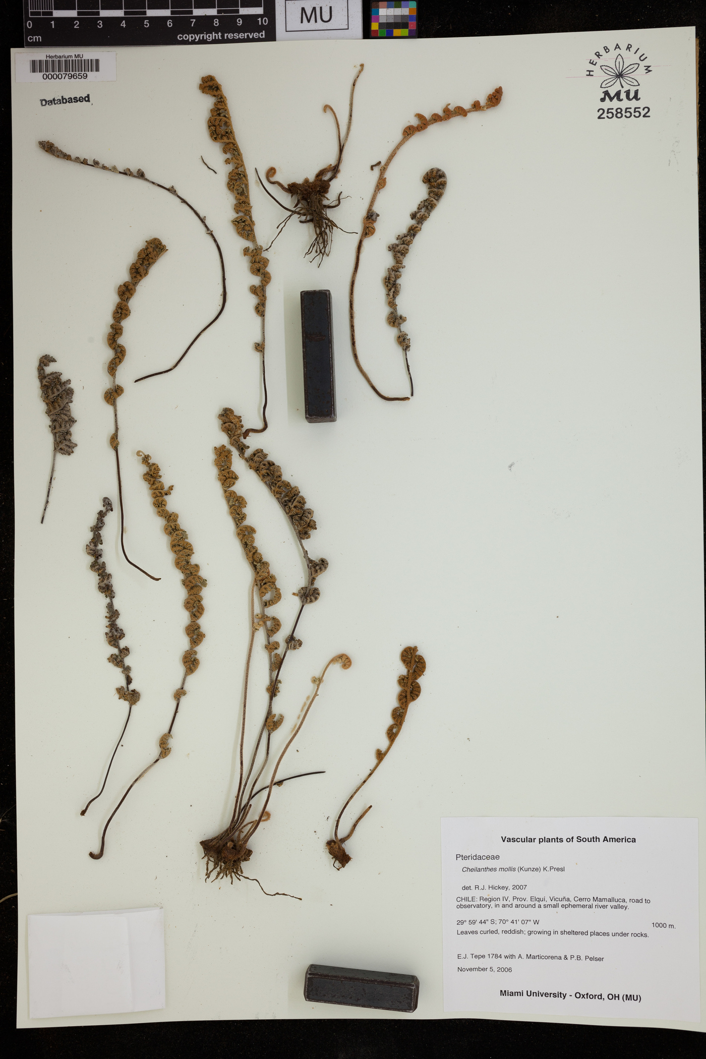 Cheilanthes mollis image