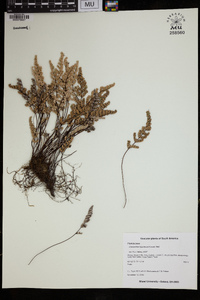 Image of Cheilanthes hypoleuca