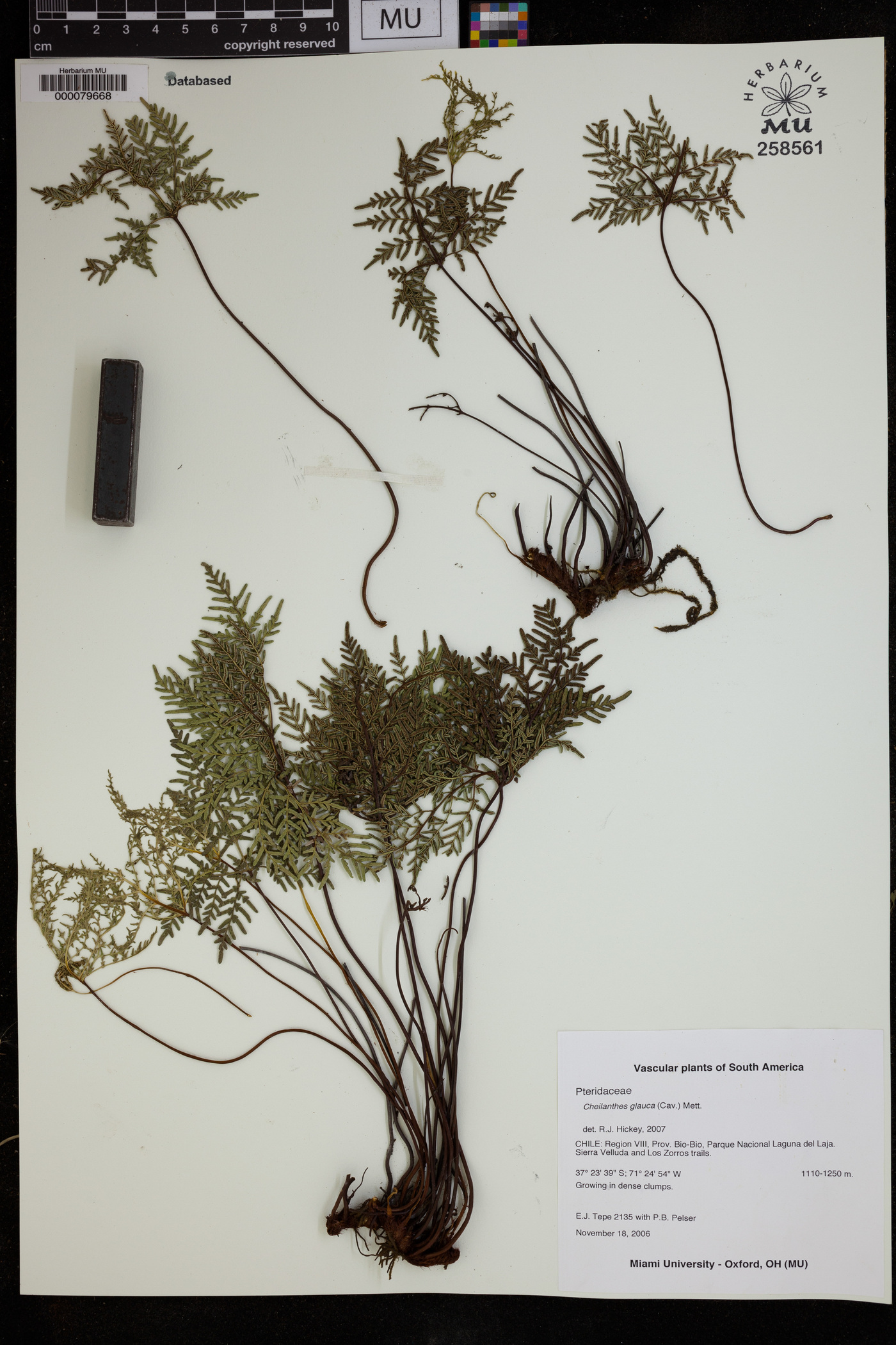 Pellaea glauca image