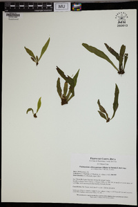 Image of Polytaenium chlorosporum