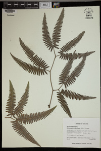 Gleichenella pectinata image