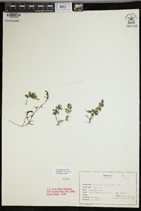 Vandenboschia boschiana image