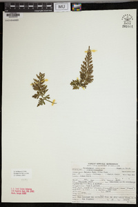 Vandenboschia boschiana image