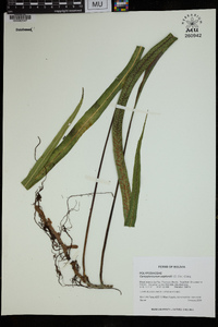 Campyloneurum asplundii image