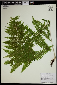 Athyrium asplenioides var. cyclosorum image