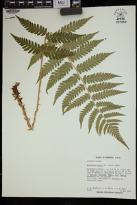 Dryopteris celsa image