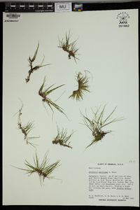 Pilularia americana image