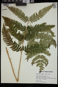 Dryopteris goldieana image