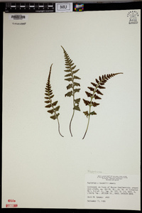 Asplenium trudellii image