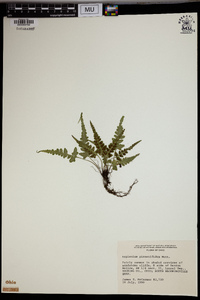 Asplenium pinnatifidum image