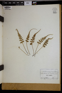 Asplenium pinnatifidum image