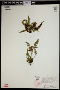 Asplenium pinnatifidum image