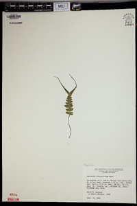 Asplenium pinnatifidum image