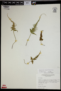 Asplenium pinnatifidum image