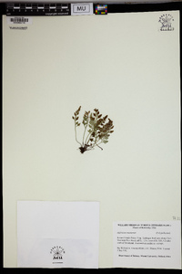 Asplenium montanum image