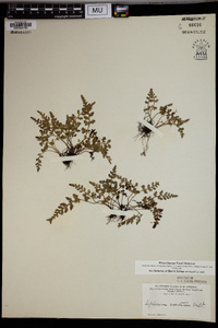 Asplenium montanum image