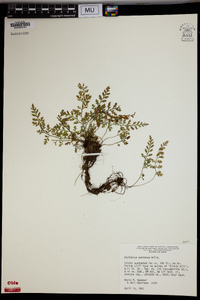 Asplenium montanum image