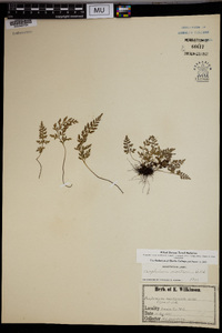 Asplenium montanum image