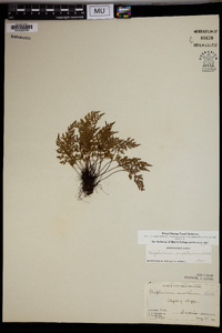 Asplenium montanum image