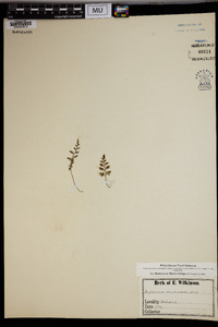 Asplenium montanum image