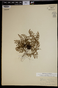 Asplenium montanum image