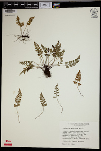 Asplenium montanum image