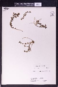 Epilobium prostratum image