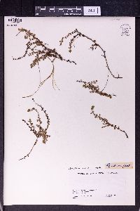 Epilobium prostratum image