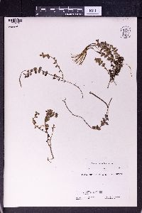 Epilobium prostratum image