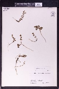 Epilobium prostratum image