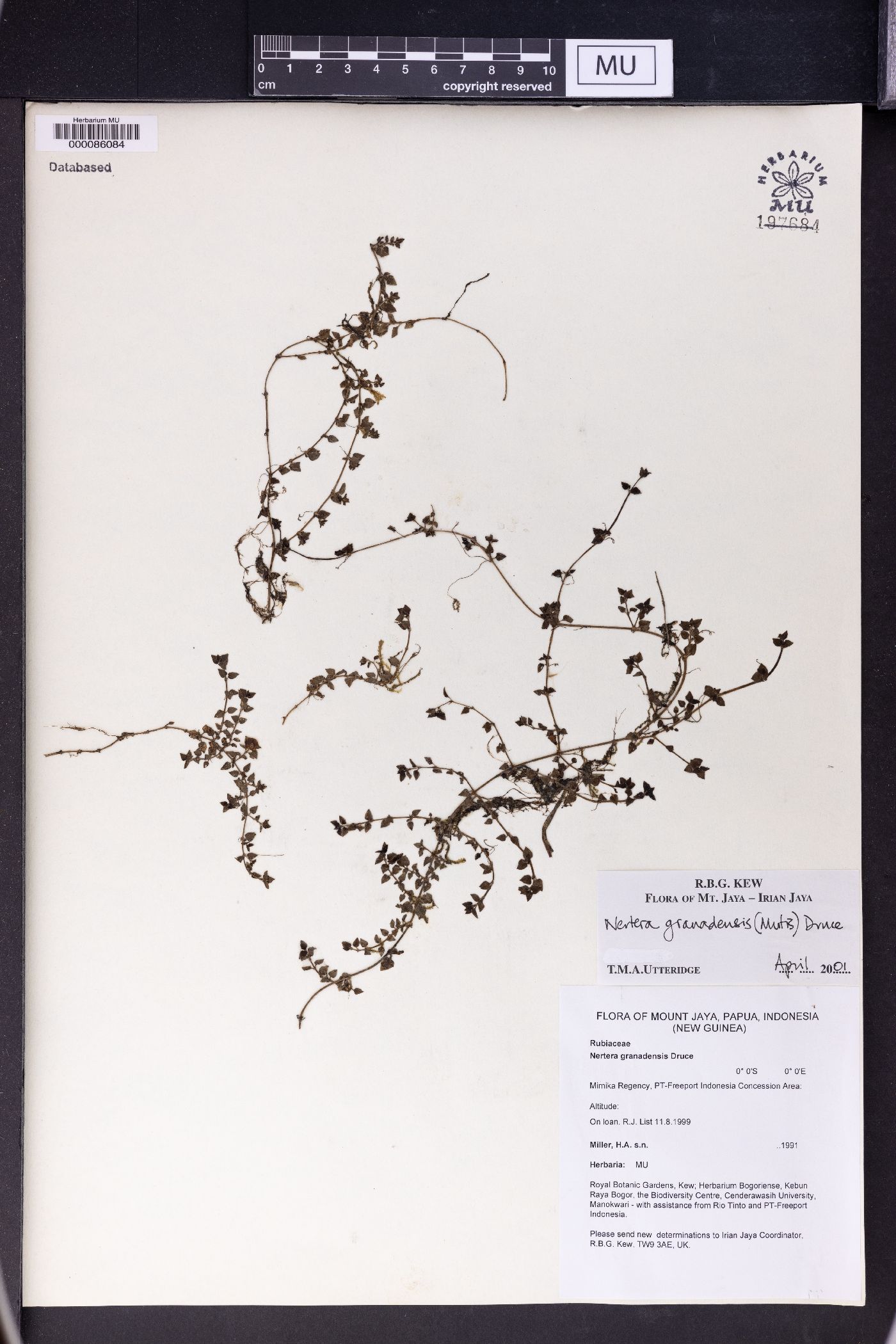 Nertera granadensis image
