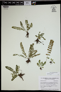 Asplenium dentatum image