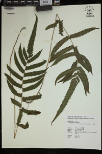 Cyclosorus acuminatus image