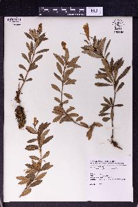 Lysionotus pauciflorus image