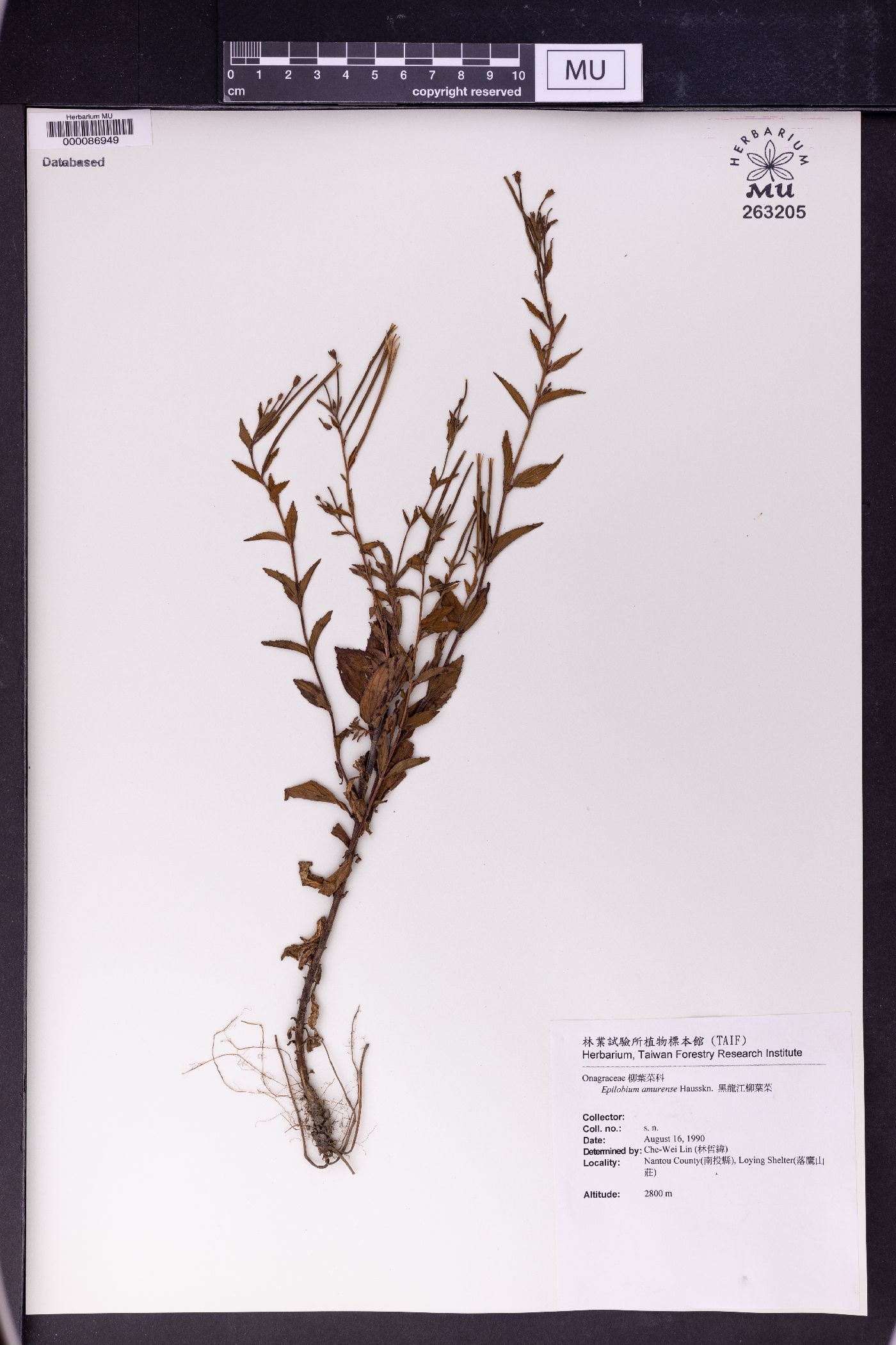 Epilobium amurense image