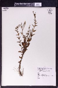 Epilobium amurense image