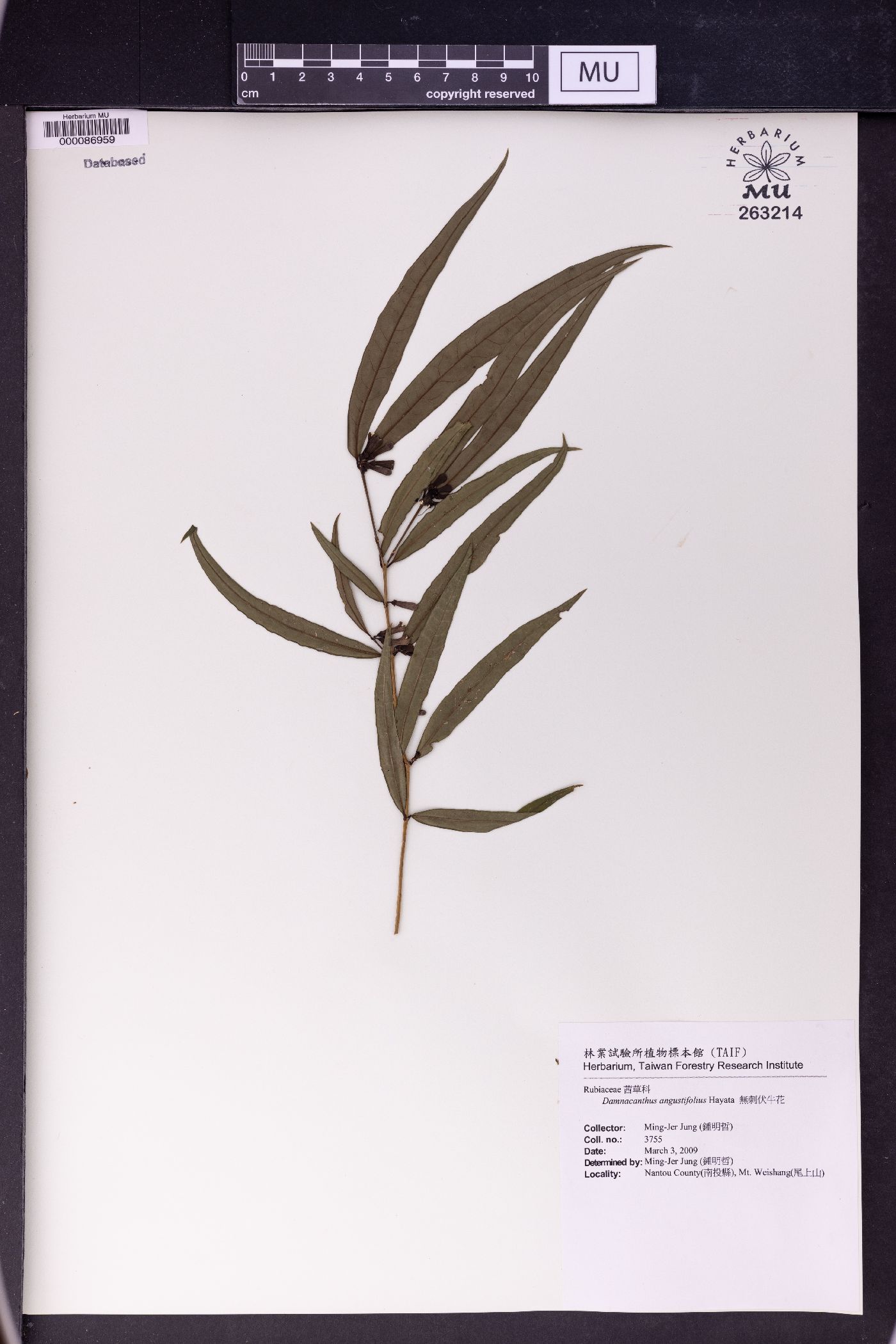 Damnacanthus image